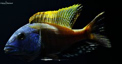 Więcej informacji o „Buccochromis rhoadesii yellow”