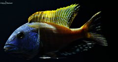 Buccochromis rhoadesii yellow