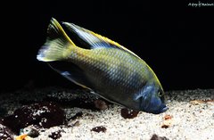 Nimbochromis venustus