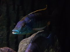 Mylochromis sp mchuse