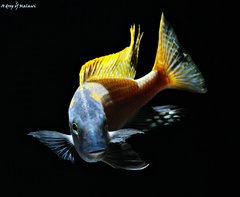 Buccochromis Rhoadesii Yellow