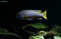 Pseudotropheus Acei Luwala