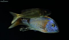 Champsochromis Caeruleus i Buccochromis rhoadesii yellow