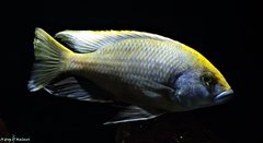 Nimbochromis venustus