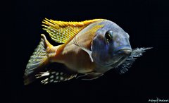 Buccochromis rhoadesii yellow