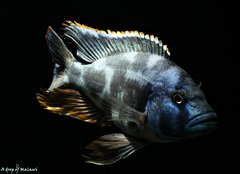 Nimbochromis livingstonii