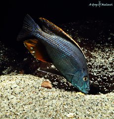 Dimidiochromis compressiceps