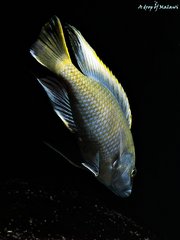 Nimbochromis venustus