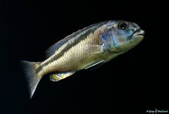 Aristochromis christyi