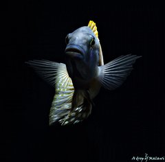 Buccochromis rhoadesii yellow