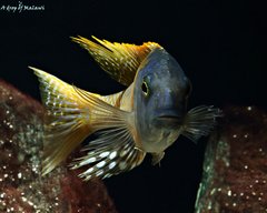 Buccochromis rhoadesii yellow