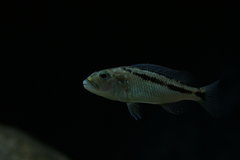 Aristochromis Chrystyi  f1
