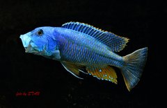 ARISTOCHROMIS CHRISTYI - samiec 23cm