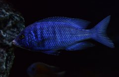 Placidochromis Phenochilus Mdoka White Lips