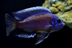 Copadichromis Borleyi Kadango