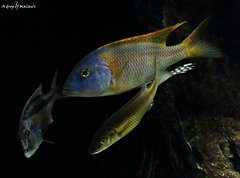 Aristochromis christyi, Buccochromis rhoadesii yellow i champsochromis caeruleus