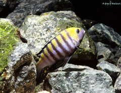 Cynotilapia Zebroides Cobue