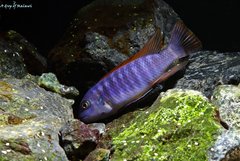 Labeotropheus Trewavasae Thumbi West