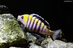 Cynotilapia zebroides cobue