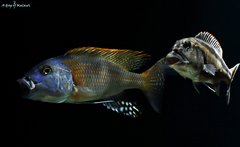 Buccochromis rhoadesii yellow i Aristochromis christyi