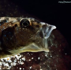 Aristochromis christyi