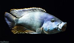 Nimbochromis livingstonii