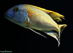 Buccochromis rhoadesii yellow