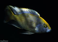 Więcej informacji o „Nimbochromis venustus”
