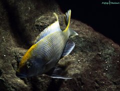 Nimbochromis venustus