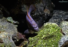 Labeotropheus Trewavasae Thumbi West