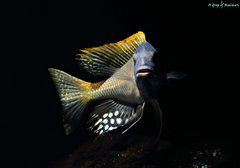 Buccochromis rhoadesii yellow