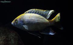 Nimbochromis venustus