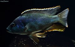 Nimbochromis livingstonii