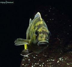 Nimbochromis venustus