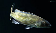 Champsochromis caeruleus