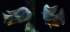 Nimbochromis livingstonii