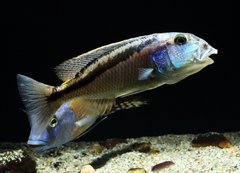 Aristochromis christyi i Buccochromis rhoadesii yellow