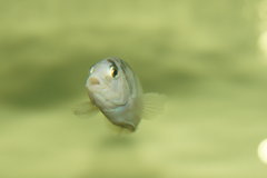 Labidochromis Chizumulae Chizumulu F1