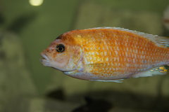 Metriaclima Zebra Chizumulu