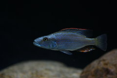 Więcej informacji o „dimidiochromis compressiceps”