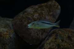 buccochromis rhoadesii yellow