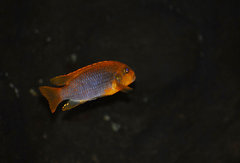 Iodotropheus sprengerae