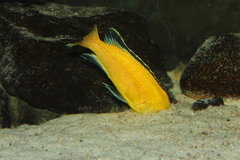 Labidochromis caeruleus samiec około 13cm 