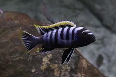 Cynotilapia zebroides Likoma