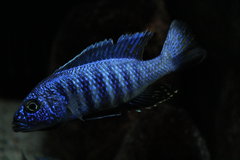 Sciaenochromis Fryeri