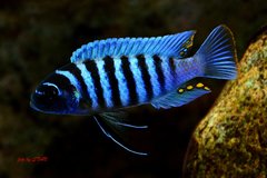 Metriaclima zebra Gome - samiec 10cm