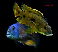 Exochochromis anagenys /Aristochromis christyi