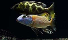 Nimbochromis venustus i Buccochromis rhoadesii yellow