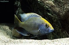 Nimbochromis venustus