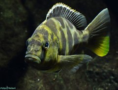 Nimbochromis venustus